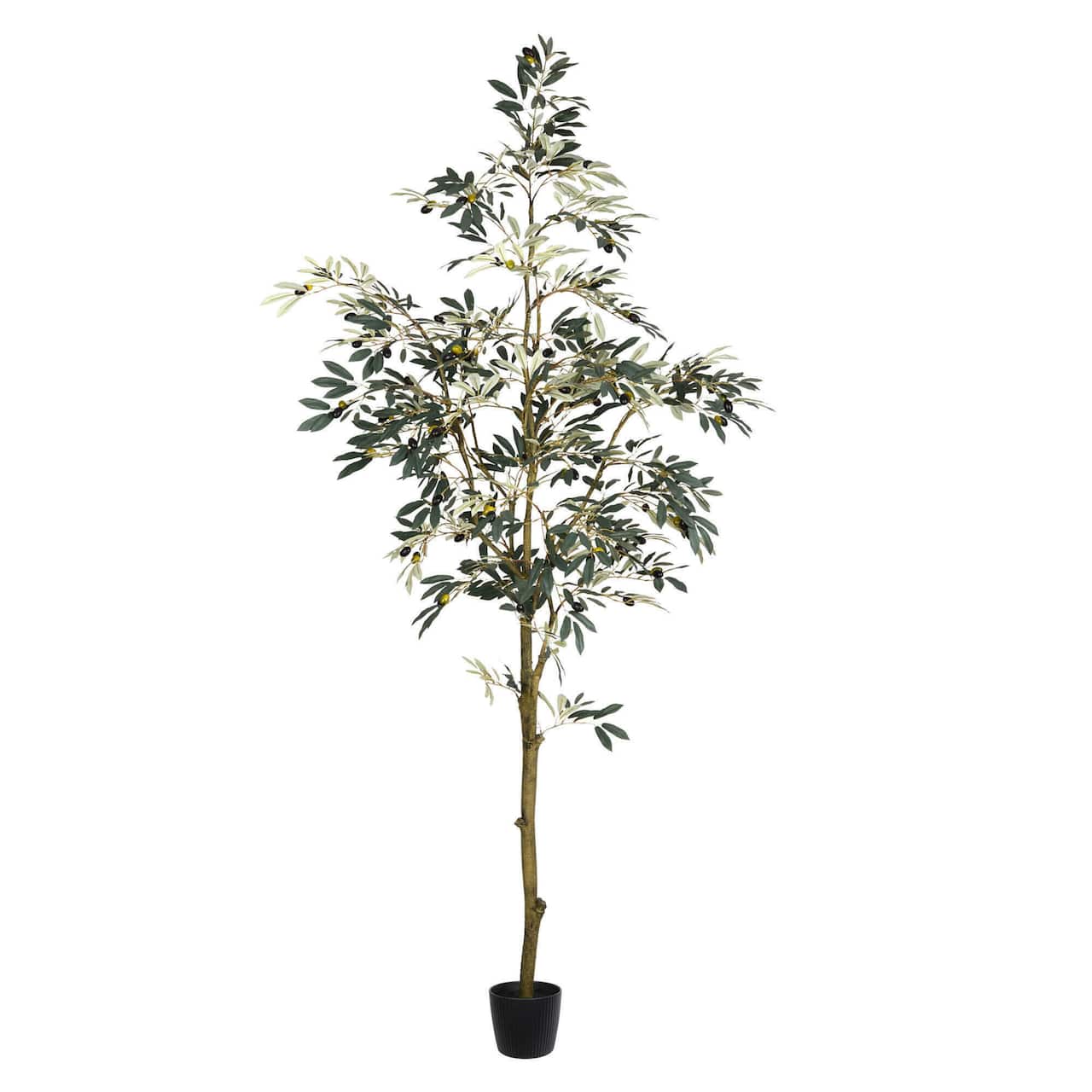 7ft. Potted Olive Tree